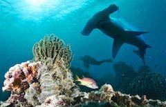 Hammerhead shark, diving in Borneo